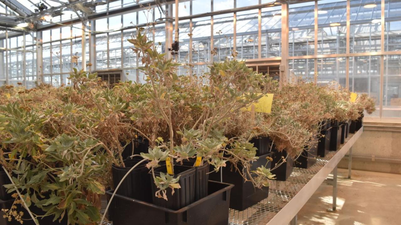 a greenhouse full of the desert shrub guayule