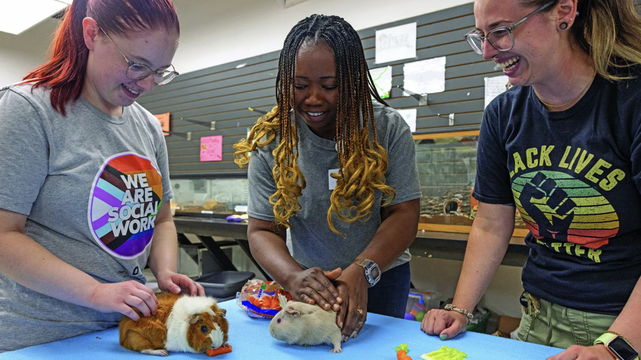 MSW and PhD student Philomina Oyeh Yeboah, center, works with Buckeye Ranch employees Grace Hinds ’23, left, and Heather Syrus ’15, ’18 MSW during Oyeh Yeboah’s field work placement at the nonprofit. Animal therapy is one of the mental health services offered there. (photo by Jodi Miller)